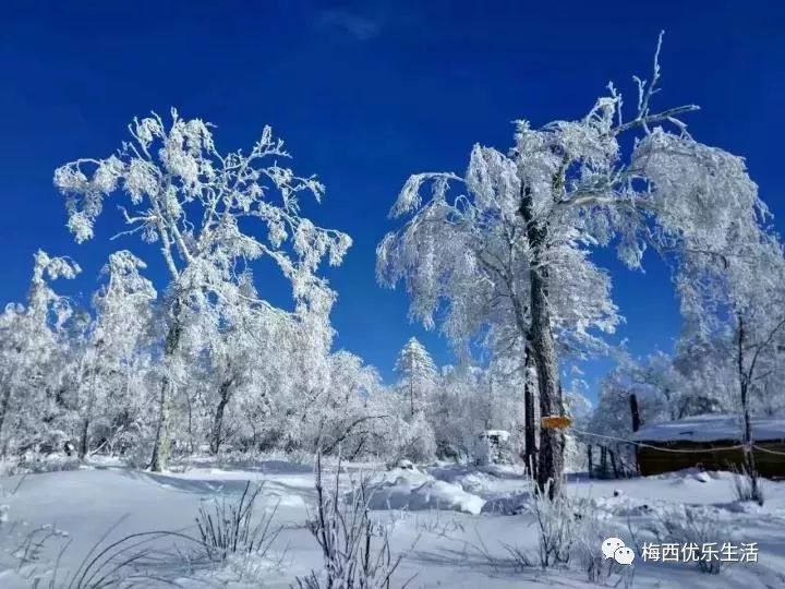 鹤岗雪后奇景：推门即入雾凇画,鹤岗雪域美景：开门即赏雾凇画卷