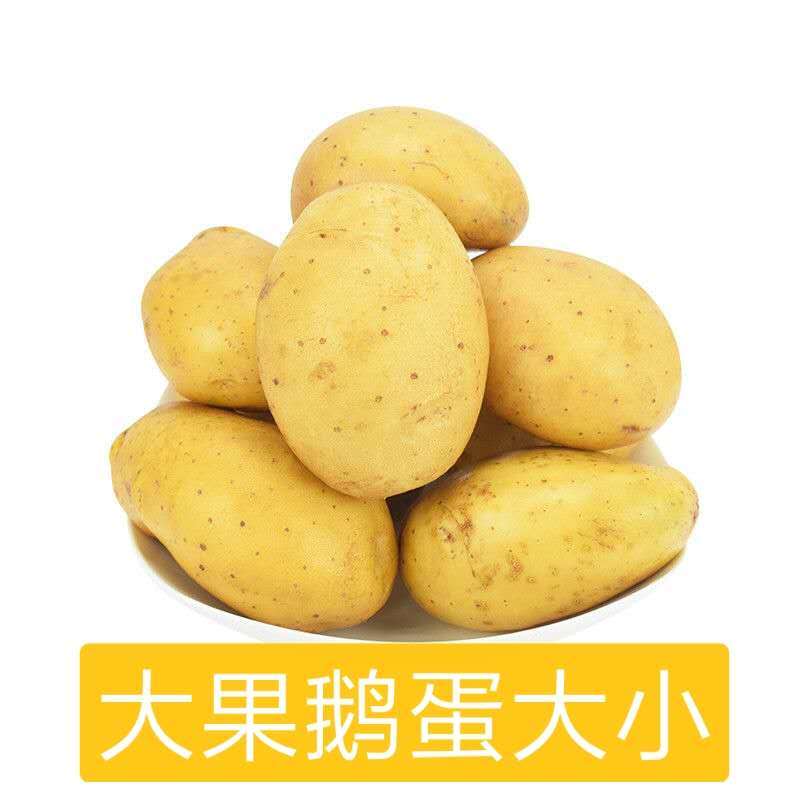 今日土豆批发最新价格,“最新行情：今日土豆批发价格出炉！”