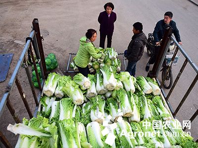 肥城白菜最新价格,肥城白菜最新行情看涨显著。