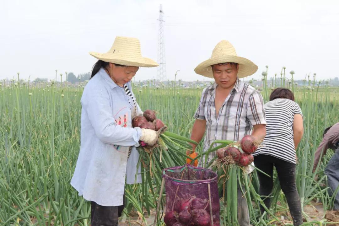 “最新洋葱市场价格动态查询”