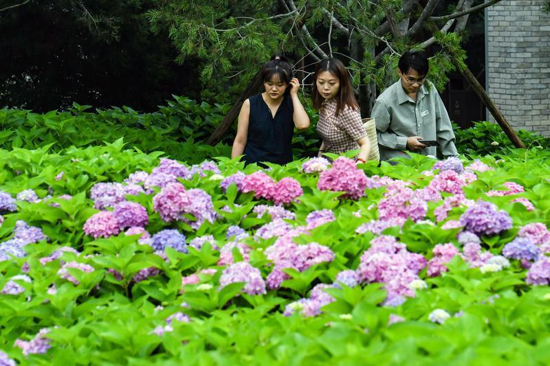 春意盎然：小雁塔绣球花绽放盛景